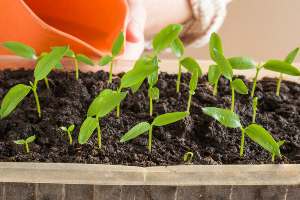 Выращивание рассады перца в домашних условиях полив