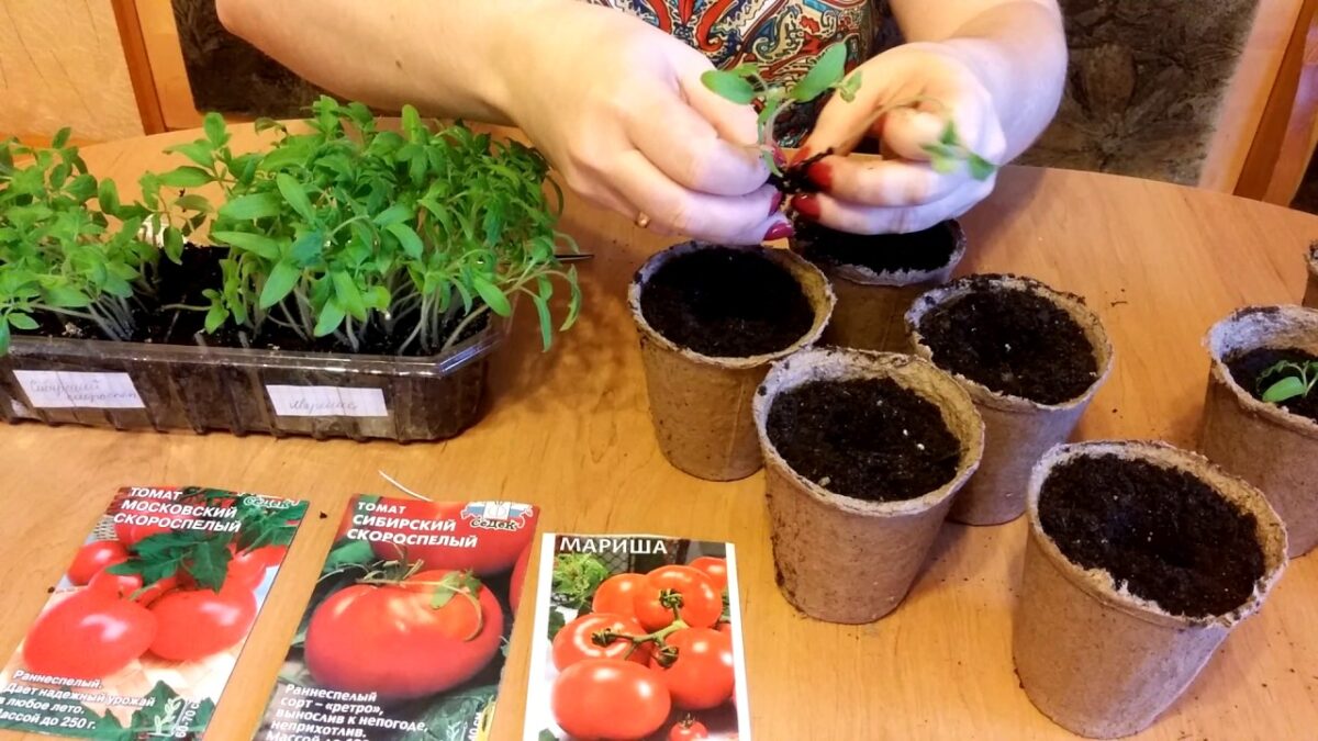 Выращивание рассады помидор дома