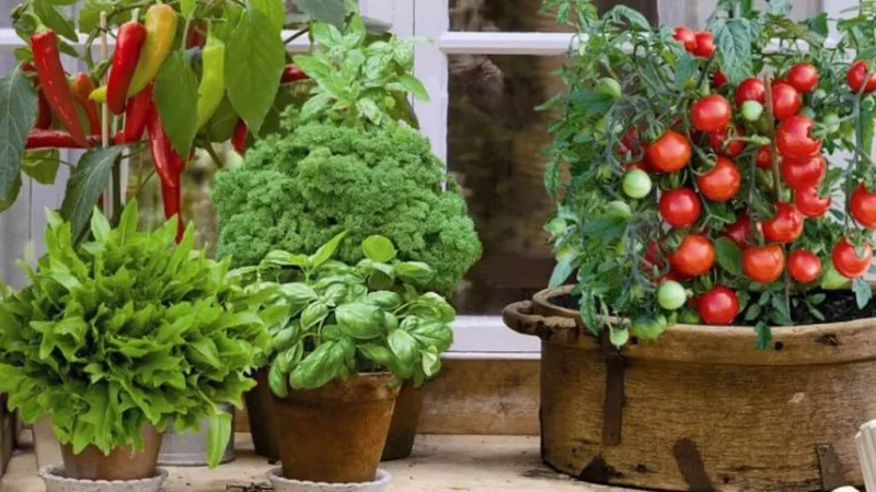 Какие овощи можно выращивать в горшках дома на подоконнике?