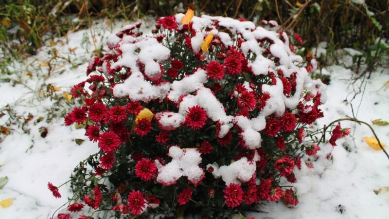 Садовый Цветник: сезонные работы в феврале