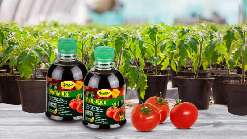 Как правильно подкармливать рассаду томатов в домашних условиях