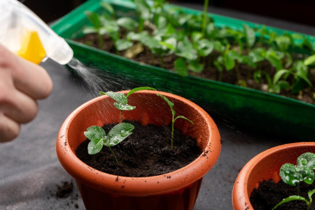 Как правильно поливать рассаду в домашних условиях
