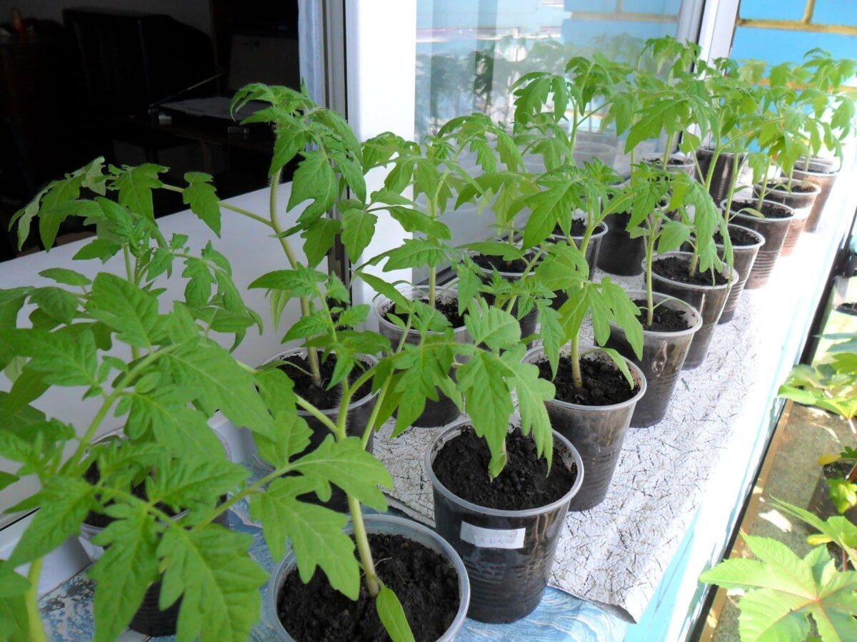 Выращивание рассады помидор дома на подоконнике