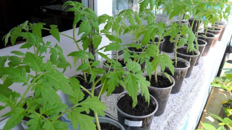 Выращивание рассады помидор в зимой в домашних условиях