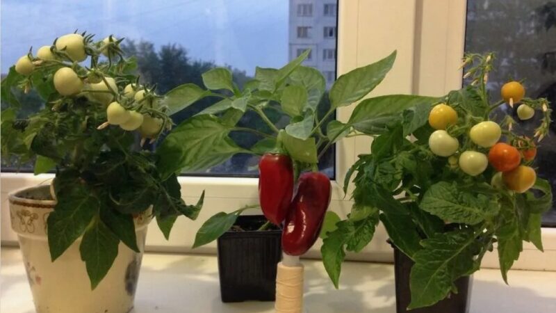 Советы и особенности выращивания овощей на балконе зимой