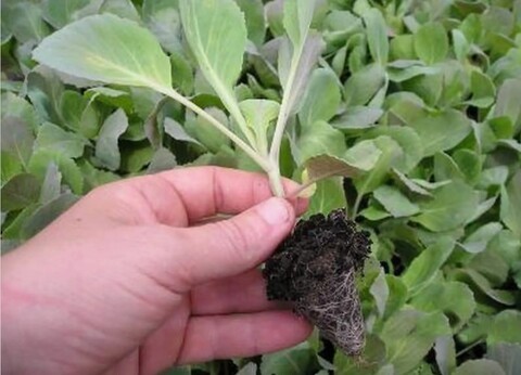 Выращивание рассады капусты 