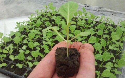 Выращивание рассады капусты в домашних условиях от посева до высадки в грунт