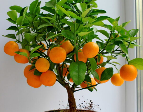 Выращивание апельсинов в квартире