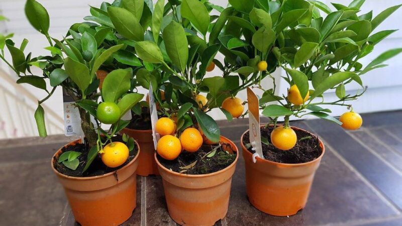 Выращивание апельсинов в квартире: полное руководство
