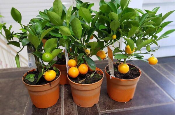 Выращивание апельсинов в квартире