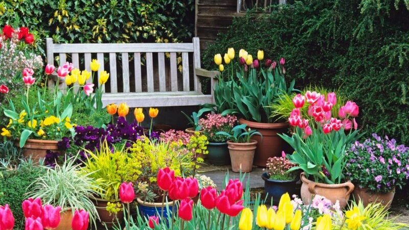 Как садить тюльпаны весной на даче : правильные условия и советы