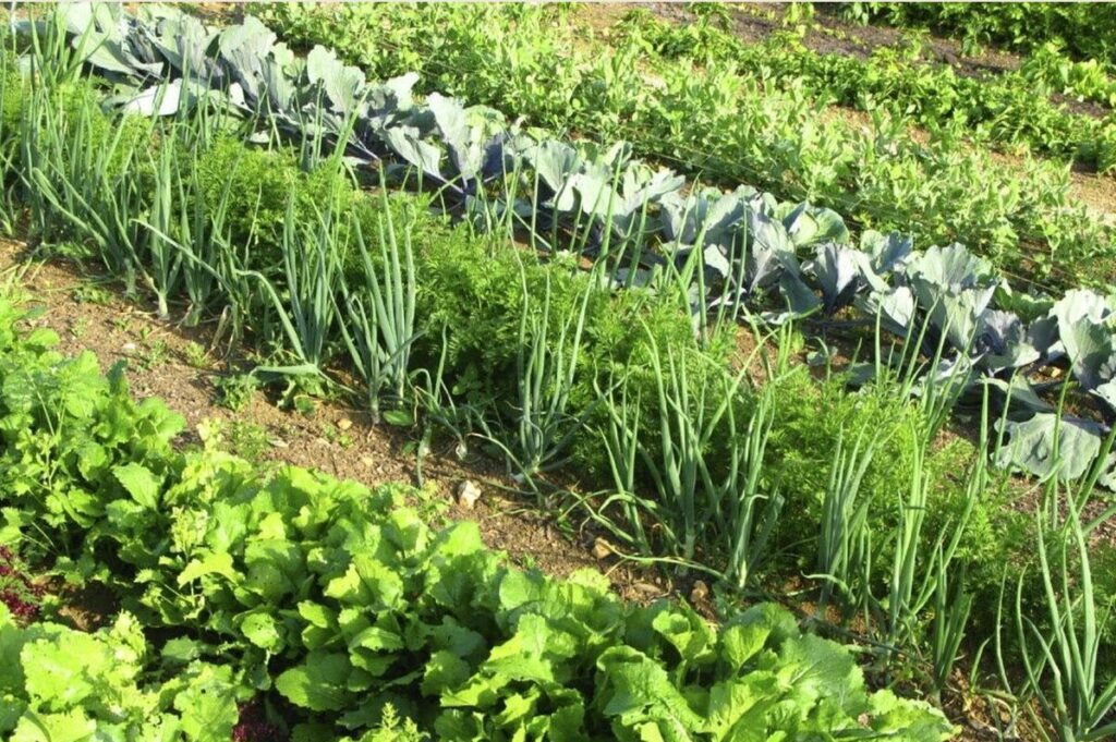 Правила выращивания ранних овощей