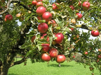 Выращивание яблони в саду