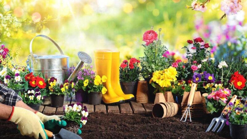 Садоводство для начинающих: советы по выращиванию цветущего сада